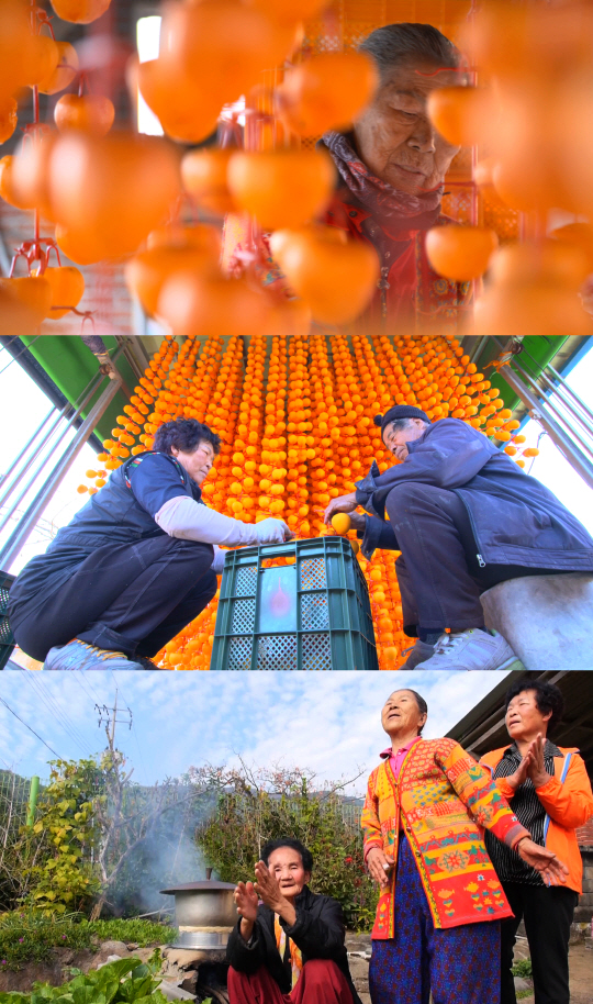 ‘다큐공감’ 경남 산청 감나무골 할매들의 감나무 닮은 인생이야기