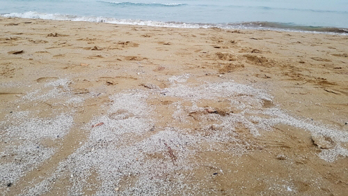 바닷가를 하얗게 뒤덮은 새우