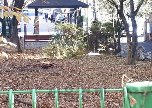 70대 노인들이 개소주를 만들기 위해 죽은 개를 토막낸 인천의 한 공터/인터넷 커뮤니티 화면 캡처