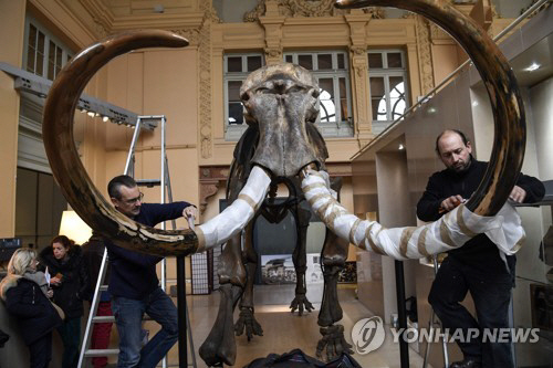 선사시대 매머드 뼈대, 프랑스 경매서 7억원에 낙찰