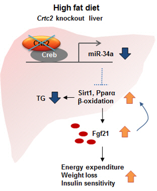 간에서 Crtc2 유전자를 제거한 모델 생쥐의 지방간·고혈당·항비만 효과 개념도