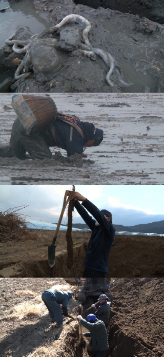 ‘극한직업’ 땅속 보물 ‘갯벌 낙지’·‘장(長)마’ 수확 현장 속으로