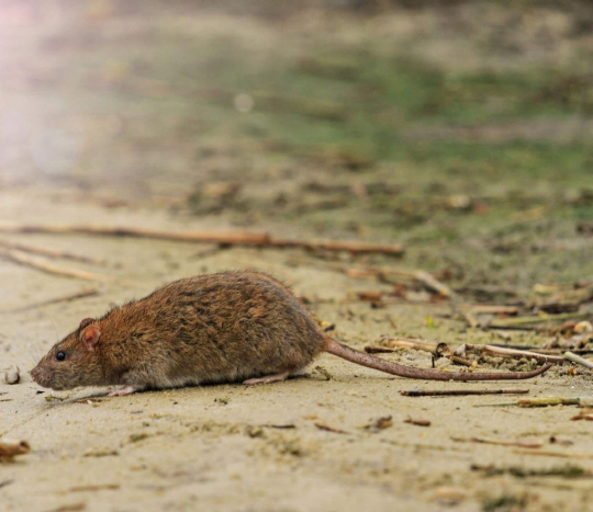 오스트레일리아 어느 섬의 야심찬 쥐 박멸 계획
