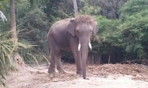 태국서 中관광객 장난에 놀란 코끼리 난동…1명 사망·2명 부상