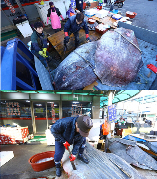 ‘한국기행’ 포항 죽도어시장, 개복치 전문 해체꾼의 놀라운 실력 공개