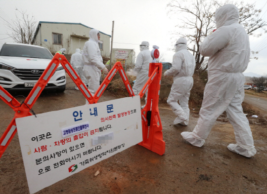 전남 고흥 오리 도축장서도 AI 검출…고병원성 여부 확인중