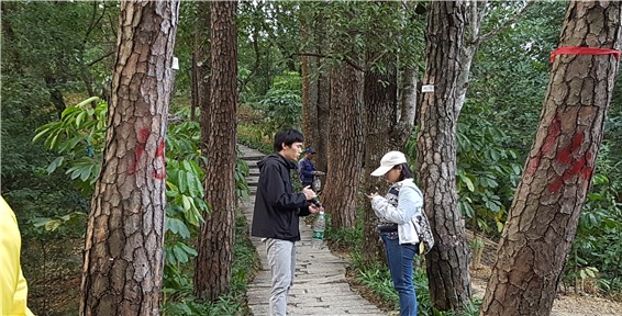 <중국 류계하에서 광동성 주정부 산림국의 초청을 받아 소나무 재선충을 천적방제중인 모습>
