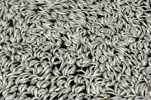 2011년 미국 캘리포니아 레돈도비치 킹하버에서 정어리들이 집단으로 죽은 채 물위에 떠 있다. 레돈도비치 해양연구소에 따르면 수백만마리의 정어리들이 산소부족으로 죽었다./연합뉴스