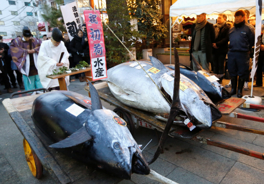 Shinto priests bow in prayer during a Shinto ritual ceremony for a 405 kg bluefin tuna (C) and other tuna fish at a shrine outside Tsukiji fish market in Tokyo, Japan, January 5, 2018. LEOC Co‘s Chairman, CEO and President Hiroshi Onodera, who runs a chain of sushi restaurants, won the bid for the tuna caught off Oma, Aomori prefecture, northern Japan, with 36.45 million yen at the fish market’s first tuna auction this year. REUTERS/Toru Hanai      <저작권자(c) 연합뉴스, 무단 전재-재배포 금