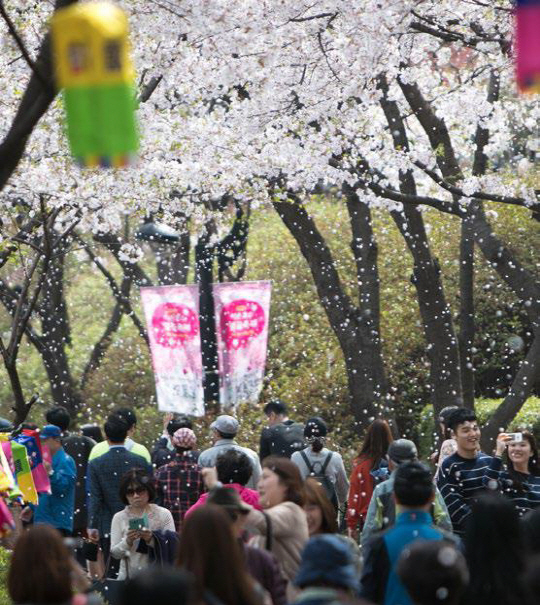송파구 대표 축제 중 하나인 ‘석촌호수 벚꽃축제’ 모습.