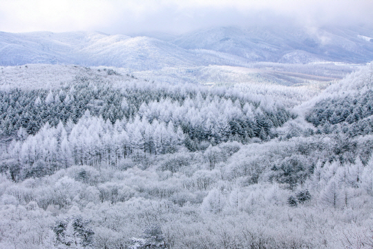 2016 산림문화작품공모전 장려 수상작인 대관령 설경. 사진제공=산림청