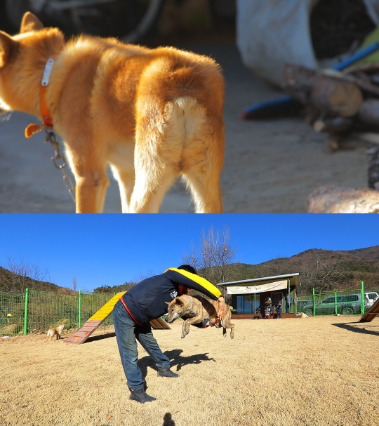 ‘한국기행’ 경주 지키는 꼬리 없는 개 ‘동경이’의 제2의 전성기
