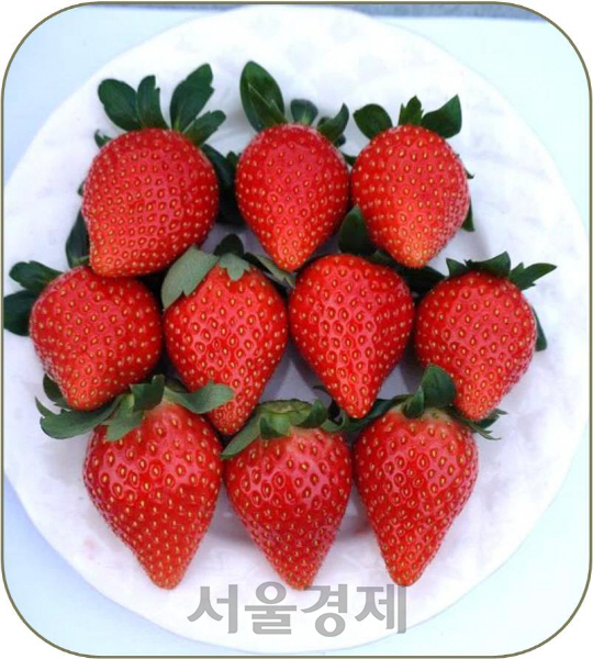 딸기 신품종(홍실)  /사진제공=경남도농기원