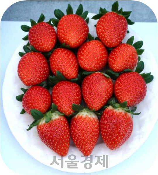 딸기 신품종(금실)  /사진제공=경남도농기원