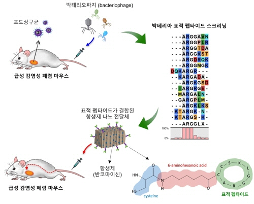 박테리아 표적 나노 약물 전달체 기술/ 연합뉴스