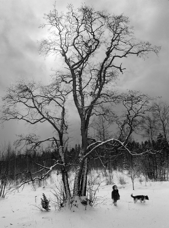 펜티 사말라티 ‘핀란드 핀스트롬(개와 소년이 있는 나무)’ ⓒPentti Sammallahti /사진제공=공근혜갤러리