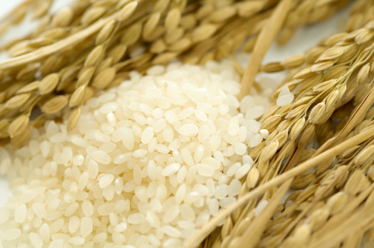 통계청이 25일 발표한 양곡소비량 조사 결과에 따르면 2017년도 가구의 쌀 소비량이 역대 최저 수준을 기록한 가운데 도시락이나 조리 식품 원료로 쓰이는 쌀 소비는 급증한 것으로 파악됐다./서울경제DB