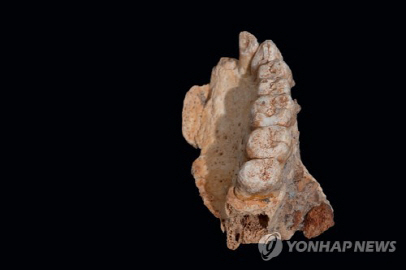 이스라엘에서 발견된 탈아프리카 최고 턱뼈 화석 사진/AFP=연합뉴스