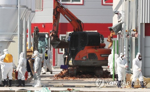 고병원성 H5N6 조류 인플루엔자(AI) 확진 판정을 받은 경기도 평택시 한 산란계 농장 주변 농장에서  29일 오전 살처분 작업이 진행되고 있다. /연합뉴스