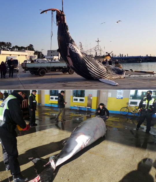 지난 28일 울산 앞바다에서 혼획된 혹등고래(위)와 밍크고래. 밍크고래는 3,100만원에 위판됐으나 혹등고래는 보호종이라 판매되지 못했다. /사진제공=울산해양경찰서