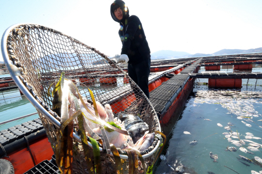 지난 25일 오전 전남 고흥군 도양읍 녹동항 인근 해상 가두리 양식장에서 폐사한 물고기를 들어올리는 어민의 모습./연합뉴스