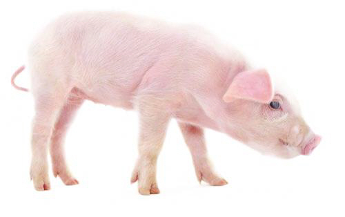 돼지 심장근육으로 단백질 추출 기술 개발