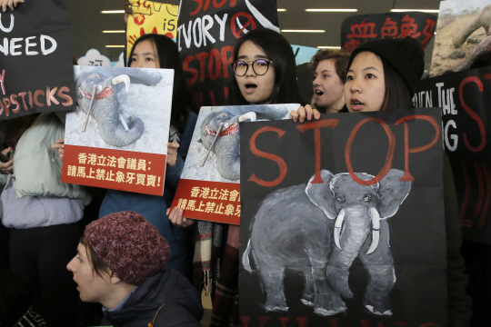 지난달 31일 홍콩에서 열린 상아 거래 금지 지지 시위의 모습/AP Photo=연합뉴스