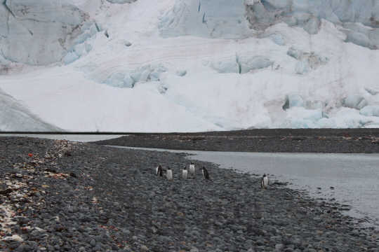 지난 달 27일(현지시간) 남극 세종과학기지에서 1시간 거리에 위치한 포터 소만의 포케이드 빙하 앞 해안가를 젠투펭귄들이 걸어가고 있다.  /남극 세종과학기지=강광우기자