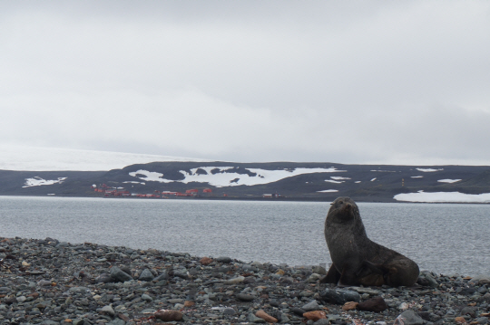 지난 달 27일(현지시간) 남극 세종과학기지에서 1시간 거리에 위치한 포터 소만을 가는 길에 남극 물개가 포착됐다. /남극 세종과학기지=강광우기자