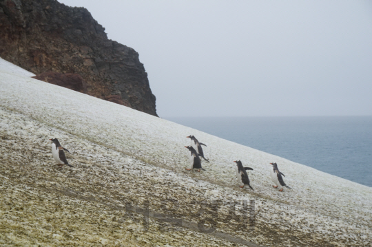 젠투펭귄과 턱끈펭귄들이 지난 달 25일(현지시간) 남극 세종과학기지 인근의 남극특별보호구역의 펭귄 미끄럼틀 오르막을 오르고 있다. /남극 세종과학기지=강광우기자
