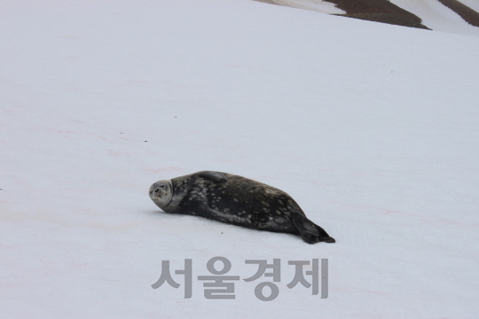 지난 달 25일(현지시간) 남극 세종과학기지 인근 해안가에 웨델해표 한 마리가 휴식을 취하고 있다. /남극 세종과학기지=강광우기자