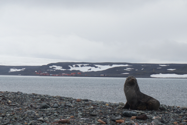 지난 1월27일(현지시간) 포터 소만 인근 해안가에 남극 물개 한 마리가 휴식을 취하고 있다. /남극 세종과학기지=강광우기자
