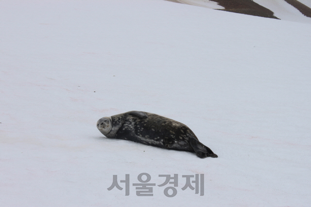 지난 1월25일(현지시간) 남극 세종과학기지 인근 해안가에 웨델해표 한 마리가 휴식을 취하고 있다. /남극 세종과학기지=강광우기자