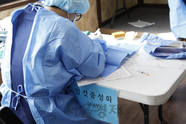 한 수의사가 포획된 길고양이를 대상으로 중성화 수술을 하고 있다. /사진제공=서울시