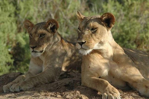 남아공서 사자에 잡아먹힌 밀렵꾼 시신 발견