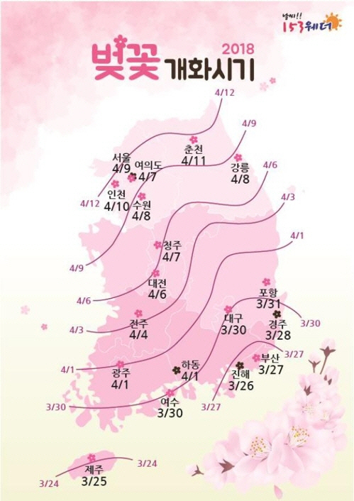 22일 민간기상업체 ‘GBM 153웨더’에 따르면 올해 벚꽃은 제주도에서 평년과 비슷한 3월 25일에 꽃을 피울 것으로 관측됐다./ 연합뉴스