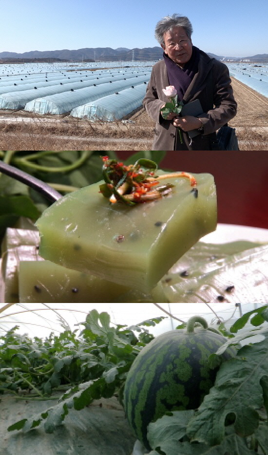 ‘한국인의 밥상’ 최불암, 겨울 온실 밥상 소개…방풍·수박·감자·생강