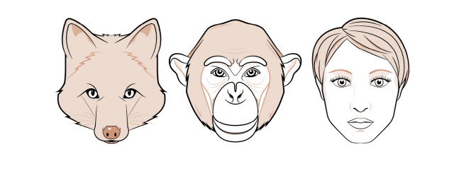 여우와 침팬지, 인간의 얼굴을 비교한 저자는 “여우는 포유류의 특징이 잘 드러나는 얼굴인 반면 인간은 여타 포유류와 구별되는 특이한 얼굴을 가지도 있다”고 분석했다. 납작해진 주둥이과 가운데로 모인 눈 등이 그런 경우인데 이같은 점에서 인간은 침팬지 등의 영장류와 진화적으로 유관함을 보여준다. /사진제공=을유문화사