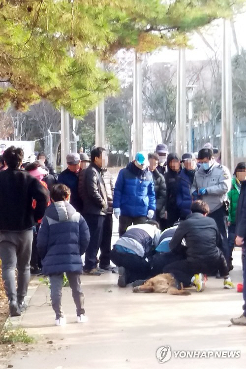 도심서 소형견 물어뜯고 포획된 ‘공포’의 셰퍼드./[독자 촬영 제공=연합뉴스]