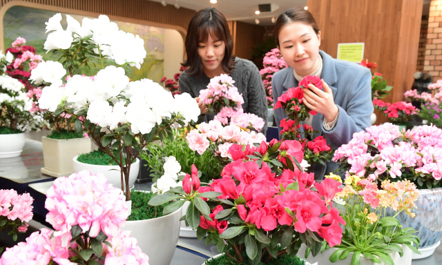 27일 서울 서초구청 로비에서 열린 꽃 직거래 장터에서 시민들이 봄꽃을 보며 미소 짓고 있다. 기상청은 주 후반 낮 온도가 10도 내외까지 오르면서 포근한 봄 날씨를 보이겠다고 전망했다.  /송은석기자