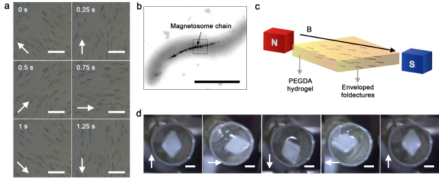 (a) 광학현미경을 통해 관찰된 회전자기장 아래에서 일어난 폴덱처의 실시간 용액상 자기정렬 현상. (b) 주자성 박테리아의 투과전자현미경 사진. (c) 주자성 박테리아를 모방한 하이드로겔 나침반의 모식도. (d) 회전자기장 아래에서 수㎜ 크기의 유기물 자기나침반의 실시간 자기정렬 현상. 체내에 마그네토좀이라 불리는 자기나침반을 지닌 주자성 박테리아의 행동 양식에 착안해 막대기 모양의 폴덱처가 나침반처럼 실시간으로 자기장 방향을 따라 정렬하는 현상을 가시화할 수 있는 펩타이드 자기나침반을 구현하는 데 성공했다.