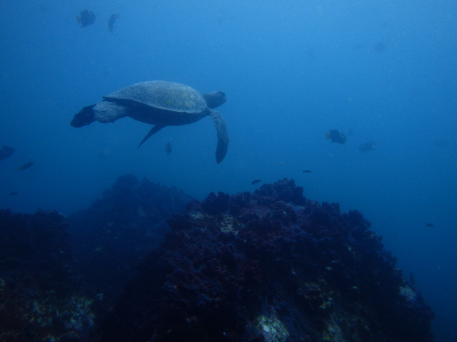 [休-갈라파고스] 바다이구아나·땅거북...생명의 진화와 마주하다