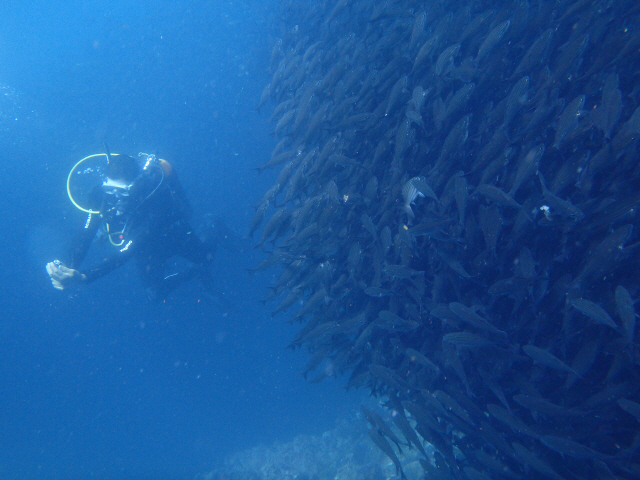 갈라파고스는 태평양을 흐르는 4가지 해류가 교차하는 지점으로 어종이 풍부해 다이버들의 엘도라도로 불린다.