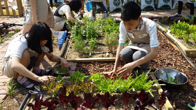 학생들이 직접 재배한 채소를 수확하고 있다. /사진제공=농진청