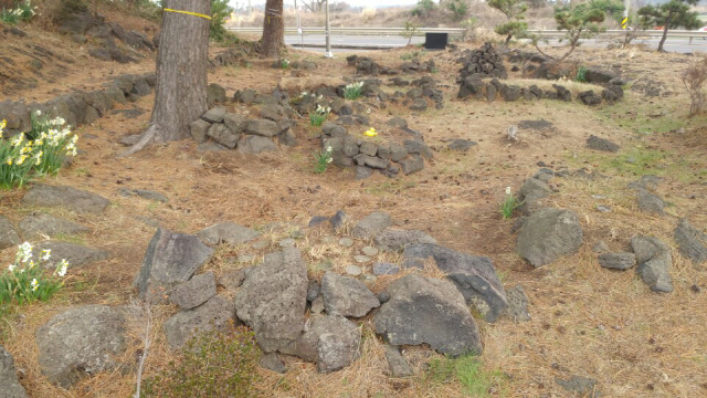 4·3 당시 대거 희생된 제주 너븐숭이 마을의 입구에 있는 애기무덤에 수선화가 피어 있다.  /제주=고광본 선임기자