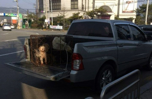 개농장으로 분양될 뻔한 광양의 유기견/케어 제공=연합뉴스