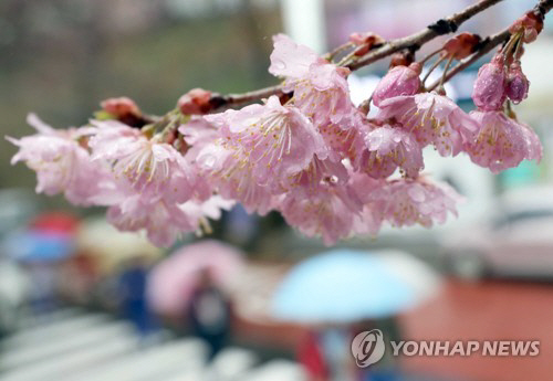 지난 15일 부산 수영구 배화학교에 있는 벚꽃이 꽃망울을 터뜨린 모습./연합뉴스