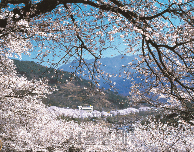 하동 십리벚꽃길.   /사진제공=하동군