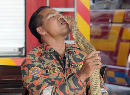 ‘뱀 조련으로 명성’ 말레이 소방관, 코브라에 물려 사망