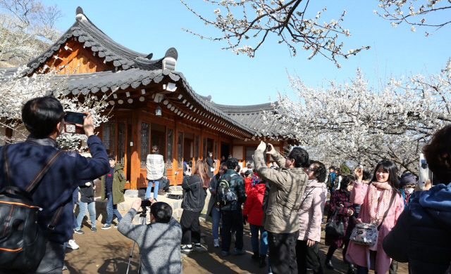 17일 전남 광양시 다압면 일원에서 광양매화축제가 열리고 있다. 20회를 맞은 올해 축제는 이달 25일까지 이어진다. /광양시 제공=연합뉴스